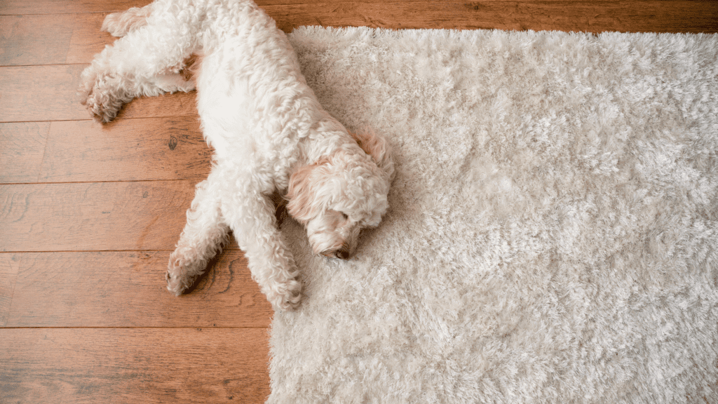 Adding area rugs or carpets can provide additional warmth and comfort, but ensure they are made from quick-drying and mildew-resistant materials. Source: Canva