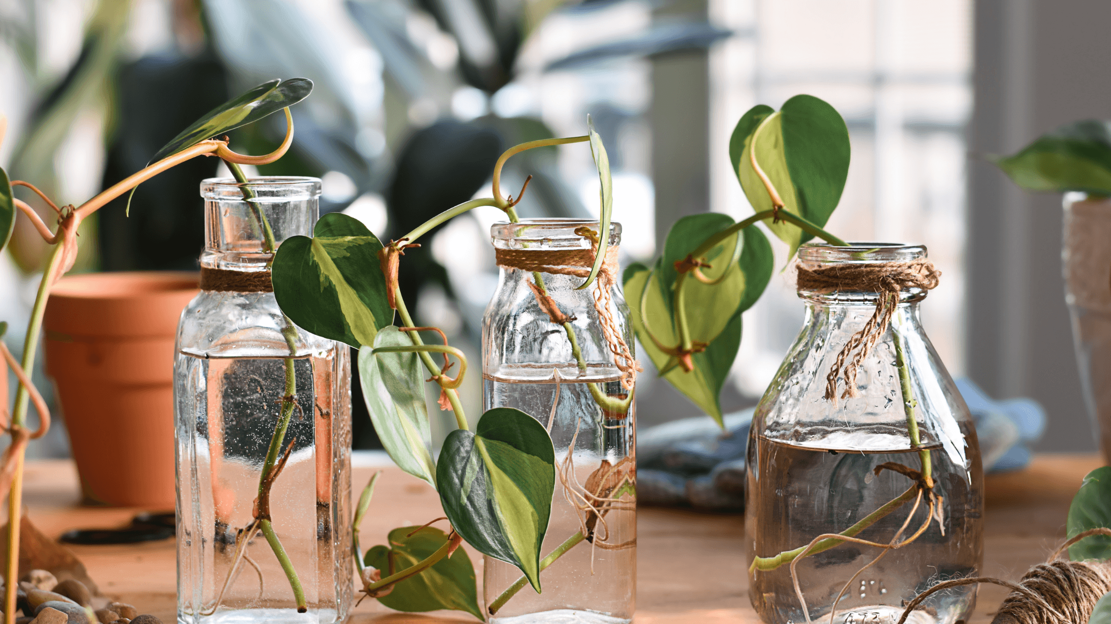 Glass bottles recycled as vases for plants